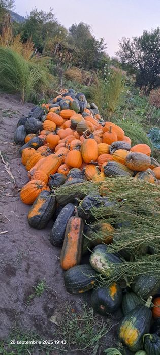 Vând dovleci comestibili sau pentru decor de Halloween