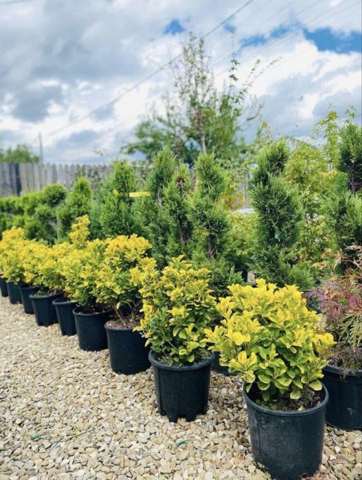 Garden Devis | Cele mai calitative Plante Ornamentale