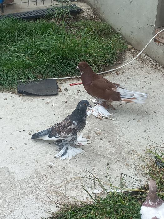 porumbei incaltati tapalagiosi și texani
