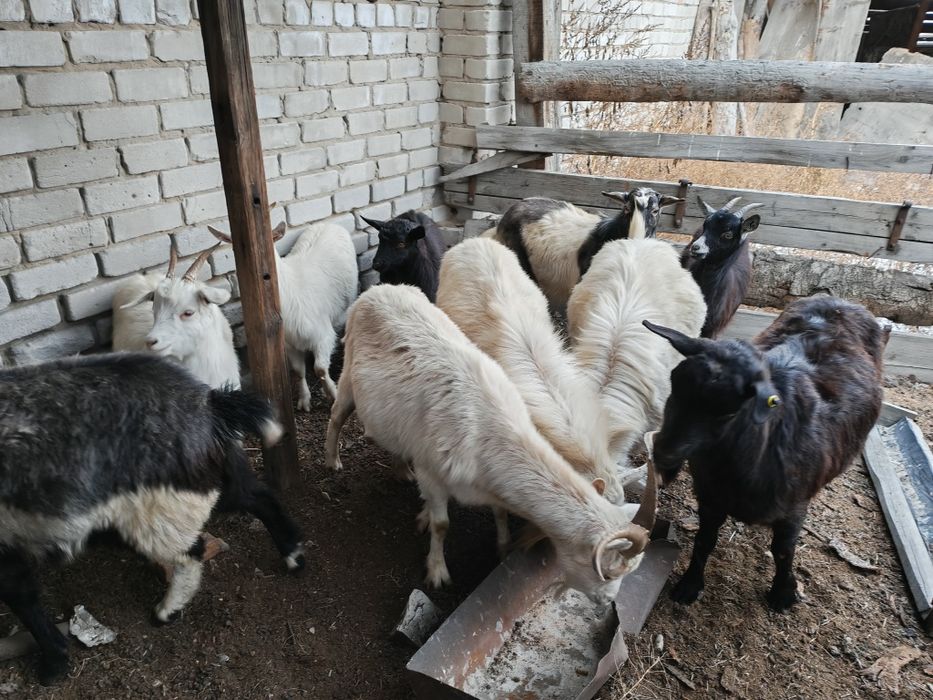 Продам козы молодые