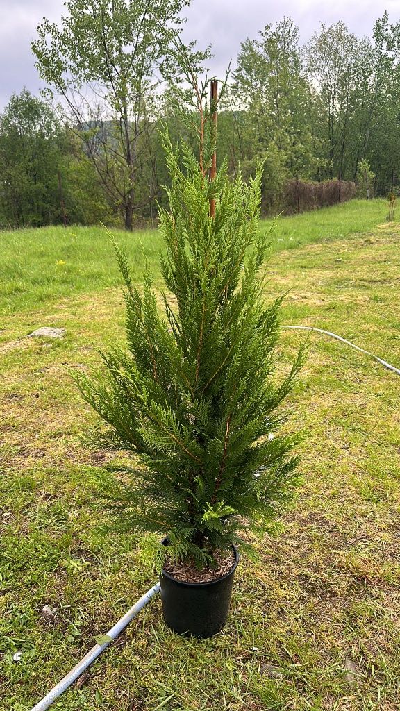 Vând chiparos leylandii plantă pentru crearea unui gard viu