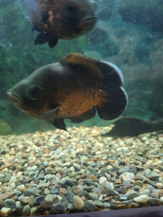 Астранатус сатылады