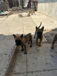 Catei belgian malinois