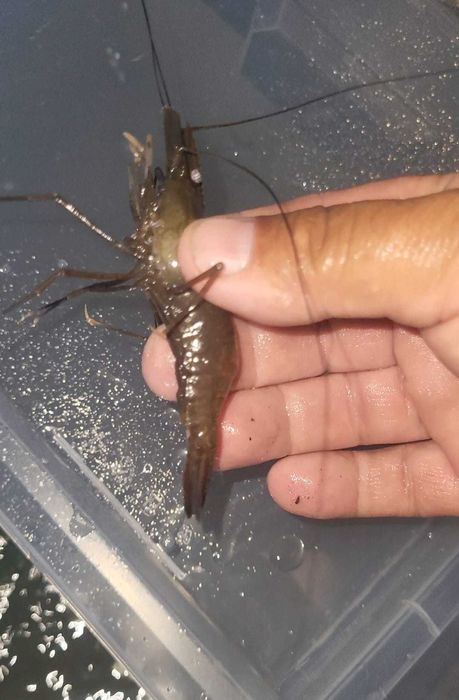Creveti asiatici de apa dulce
