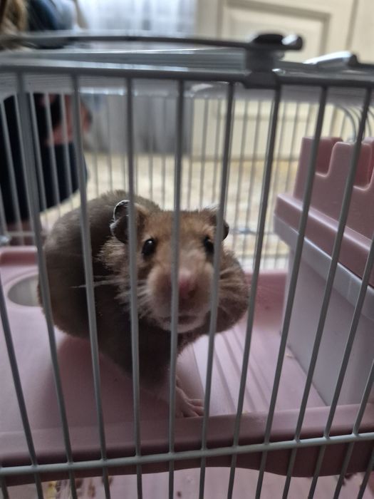 Хомяк бесплатно отдам