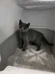 Pisic British Shorthair