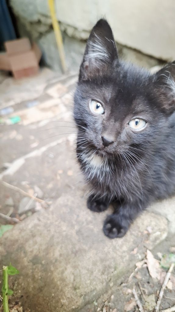 Котята в добрые руки. Во двор подкинули 3 котят, 1