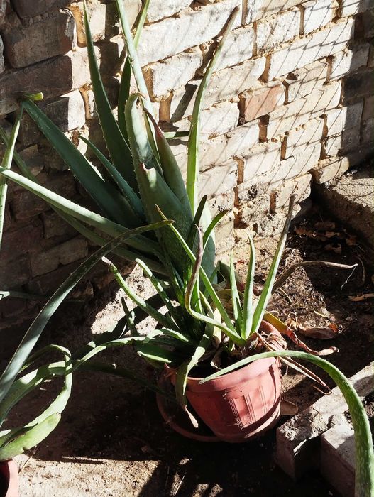 Алое Вера  - бижу от природата