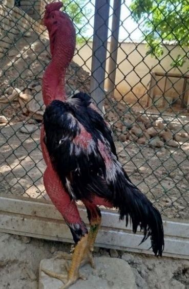 Дакан хуроз срочна сотилади