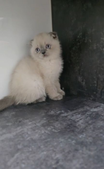 Scottish fold și straight  color point .
