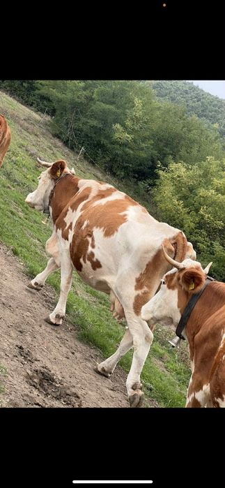 Vând vacă baltată Romaneasca de abator sau ținut sau schimb cu vacă