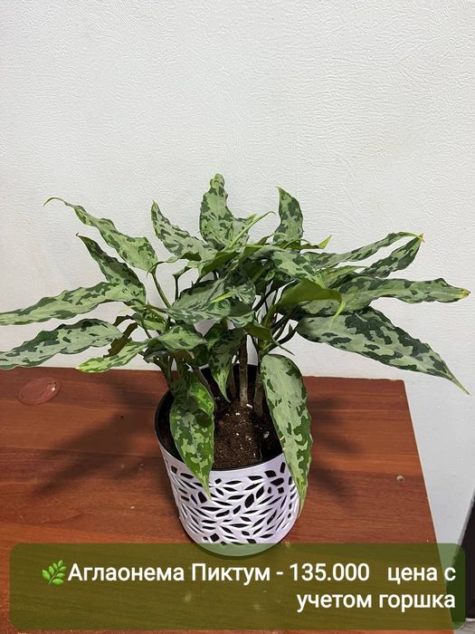 Аглаонема, Аукуба, Диффинбахия, Папоротник и др