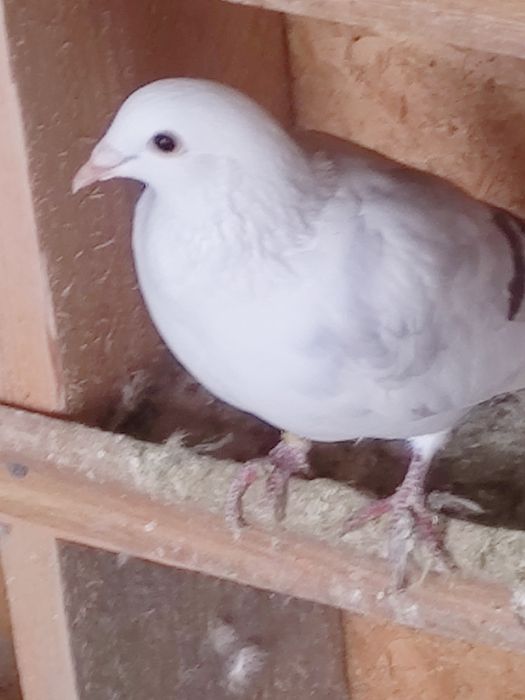 Vând porumbei pui și maturi