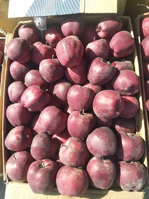 Олма ва Гилос кучати оптом