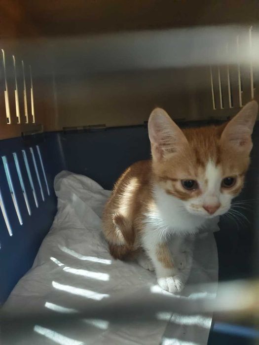 Котенку нужен дом!