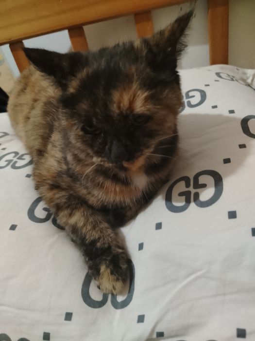 Zottor mushuk skottish fold