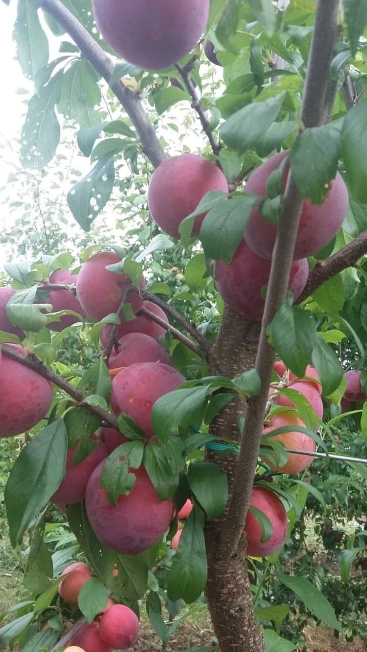 Pepiniera pomi fructiferi altoiti certificati