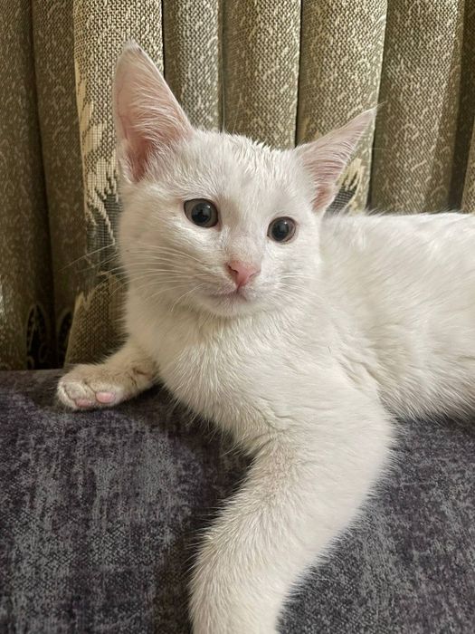 Отдам даром котёнка