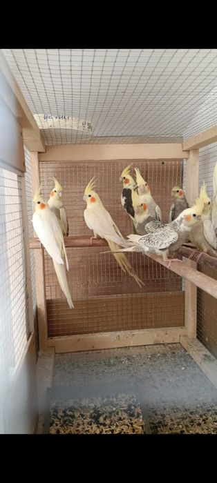 Papagali peruș, agapornis, nimfe, Micul Alexander,rosela