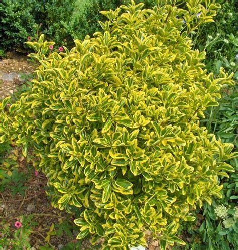 Evonimus (Euonymus) tufa sau glob   Ilex silver Queen