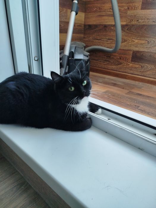 Отдам кошечку бесплатно .