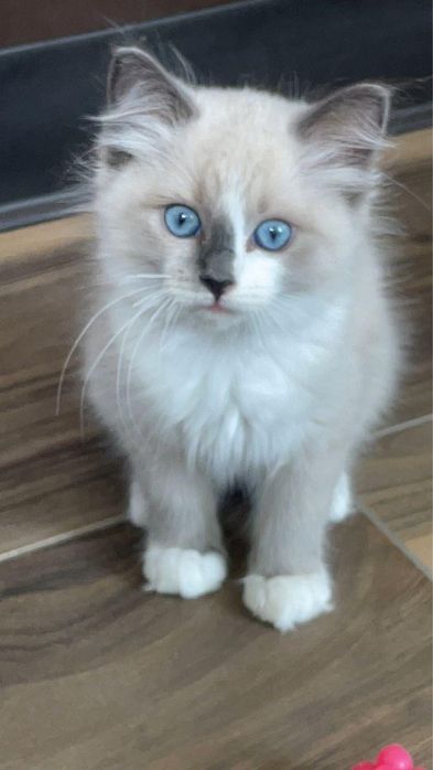 Puiut ragdoll  deosebit