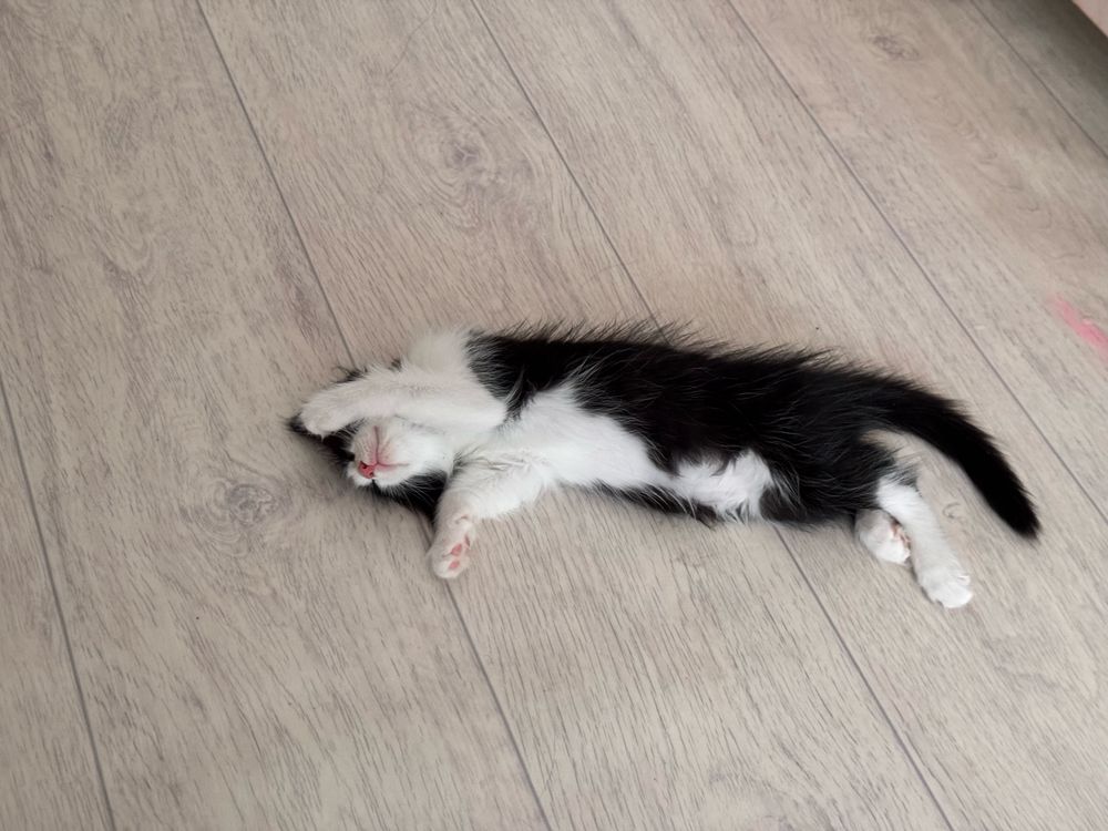 Котенки бесплатно