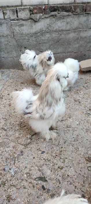 Тескари куен парт жужа тухумларига заказ оламиз