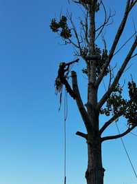 Cisnadie Sibiu Toaletare Taiere Copaci Pomi Servicii Firma Alpinisti