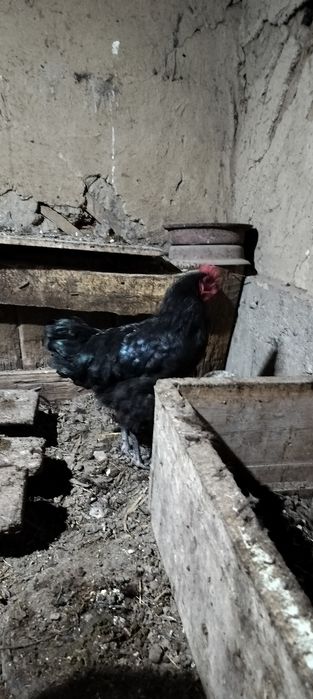 Австролорп продам