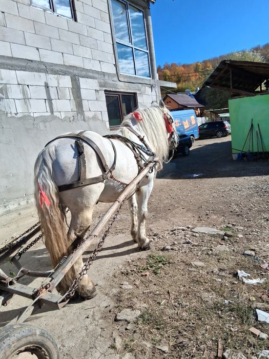 Vând  cal armăsar  forte cuminte   9 pe 10 ani