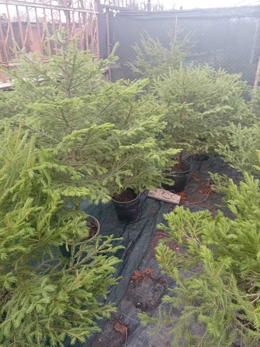 Продавам живи саксий с елхи коренната система 2 годишна която ще за