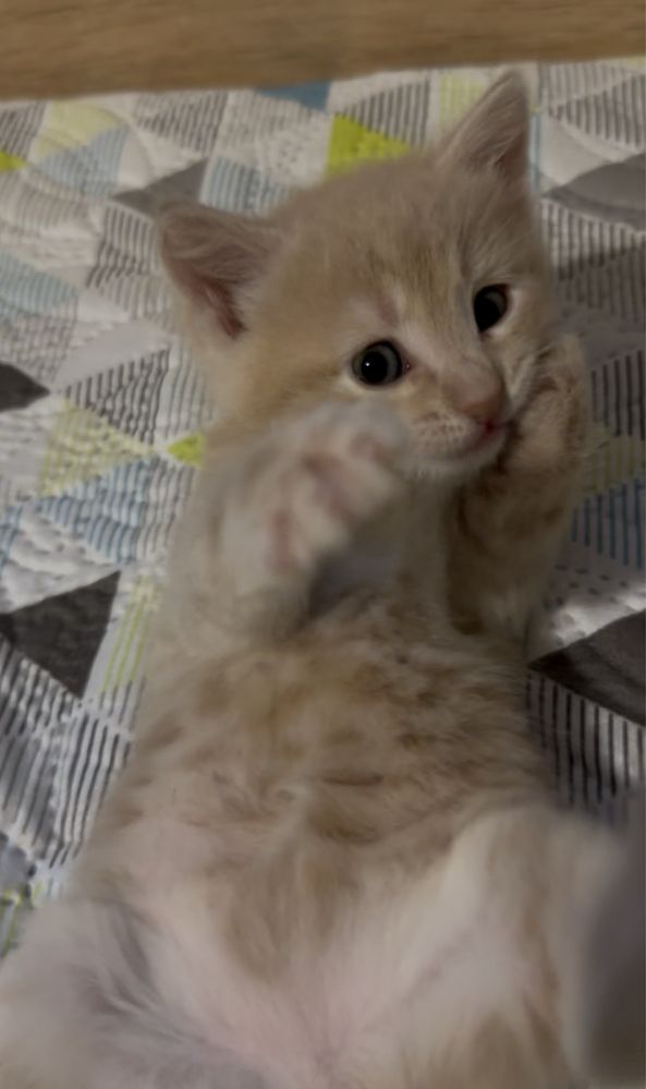 Подарявам мъжко коте