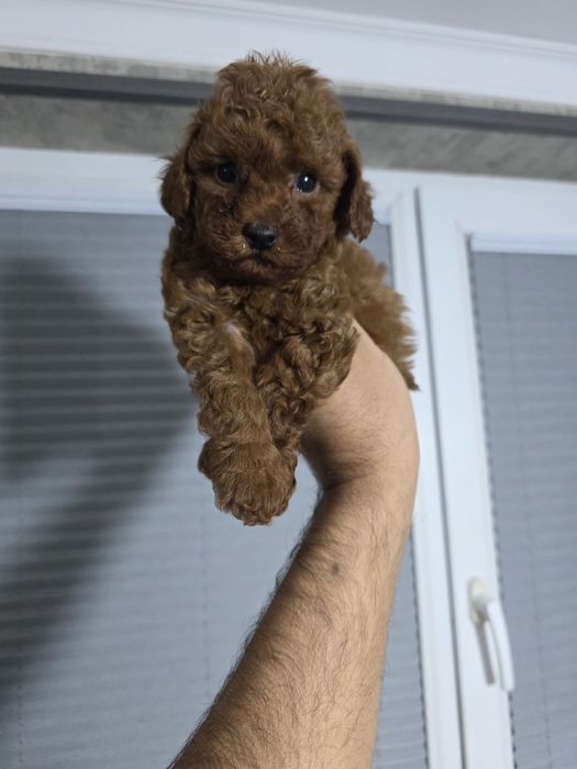 Продаются щенок пудель