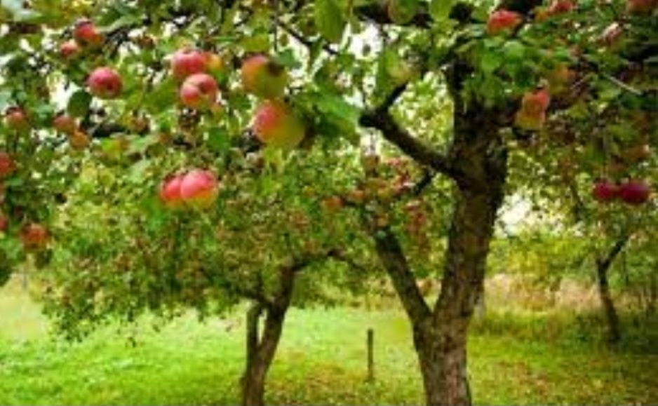 BUCUREȘTI - Tăieri profesionale la pomi fructiferi și vita-de-vie