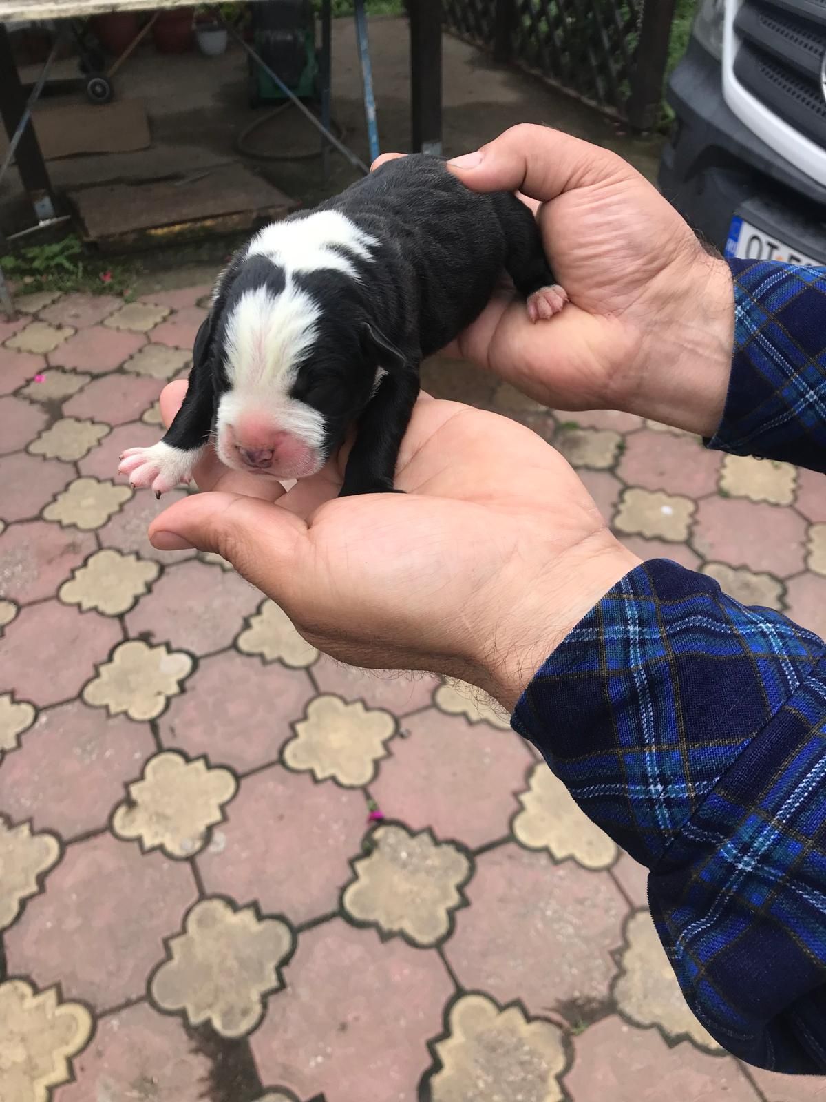 Căței metiș ,cane corso + dog argentinian