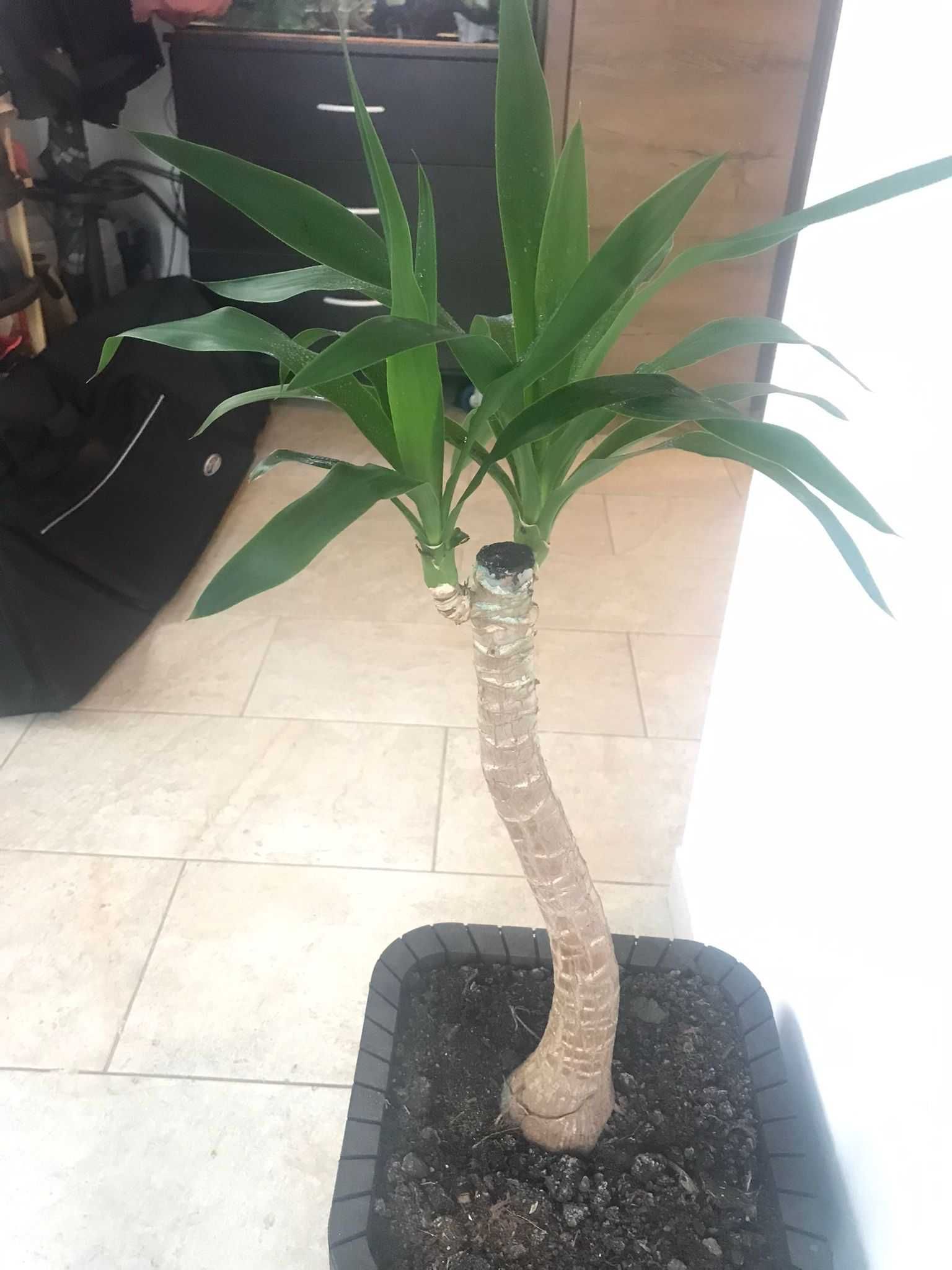 Planta Yucca cca. 75 cm