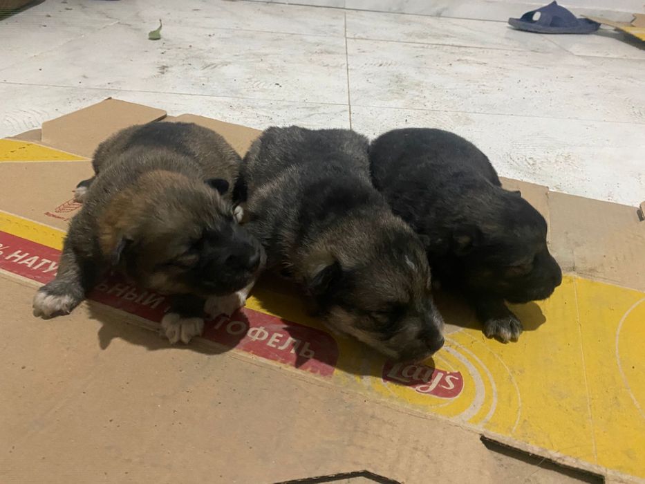 Шенки хаски заберите