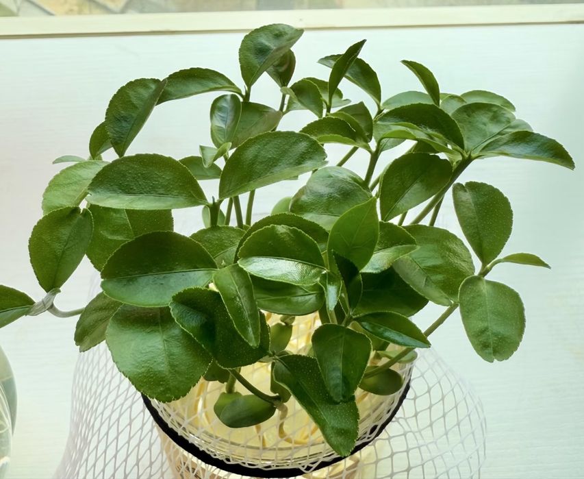 50 de semințe de pomelo într-un pachet