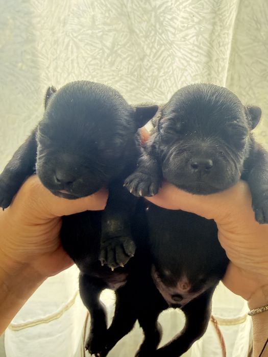 Английски Стафордширски Бултериер