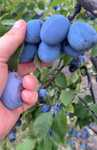 Vand PRUNE pentru TUICA !!