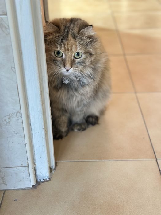 Шотландска правоуха