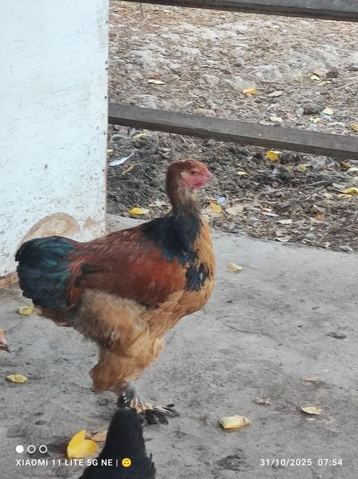 Brama xorozla sotiladi sogʻlom .donasi 200 mingdan .