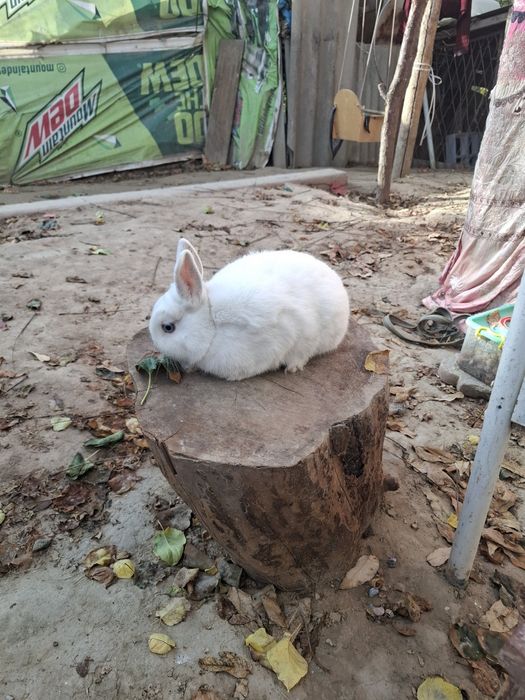 Germelin quyon sames