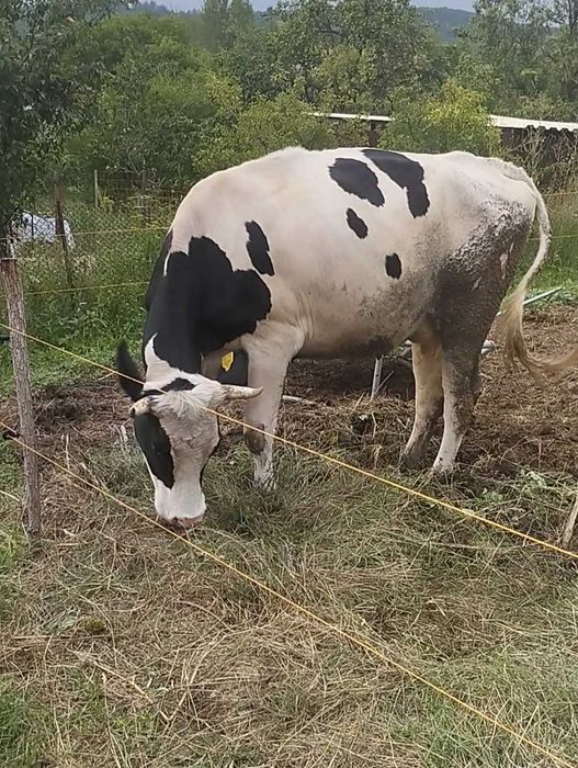 Vaca Holstein 3 ani de vânzare