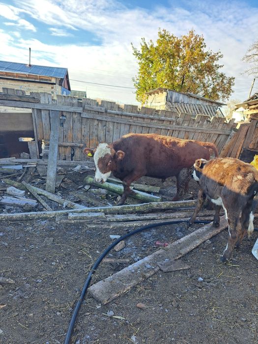 Продам быка год и 2 месяца