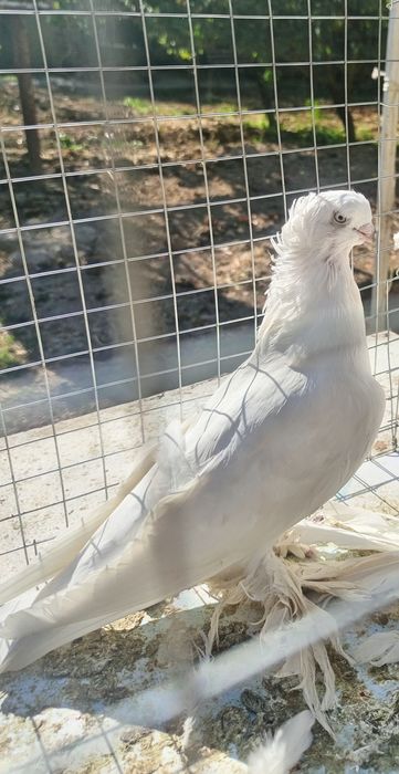 Голупка гулбадамка кептер голуби