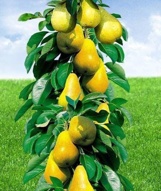 Pomi Fructiferi Columnari (Par )