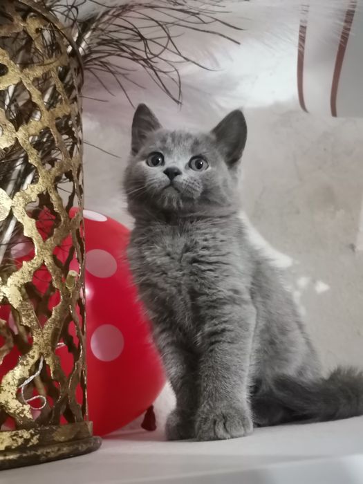 Продам котенок Шотландская,скотиш страйт.