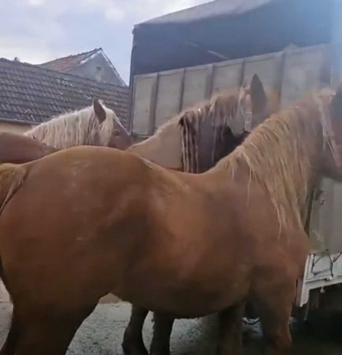 Vand urgent 3 cai grei detalii in descriere si la telefon